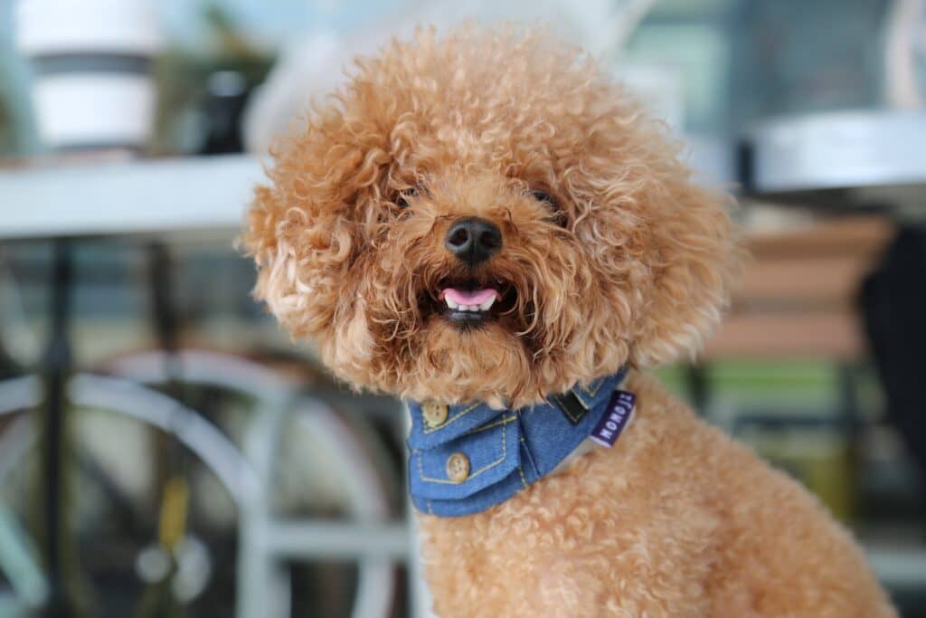 brown long coated small dog with blue and white collar