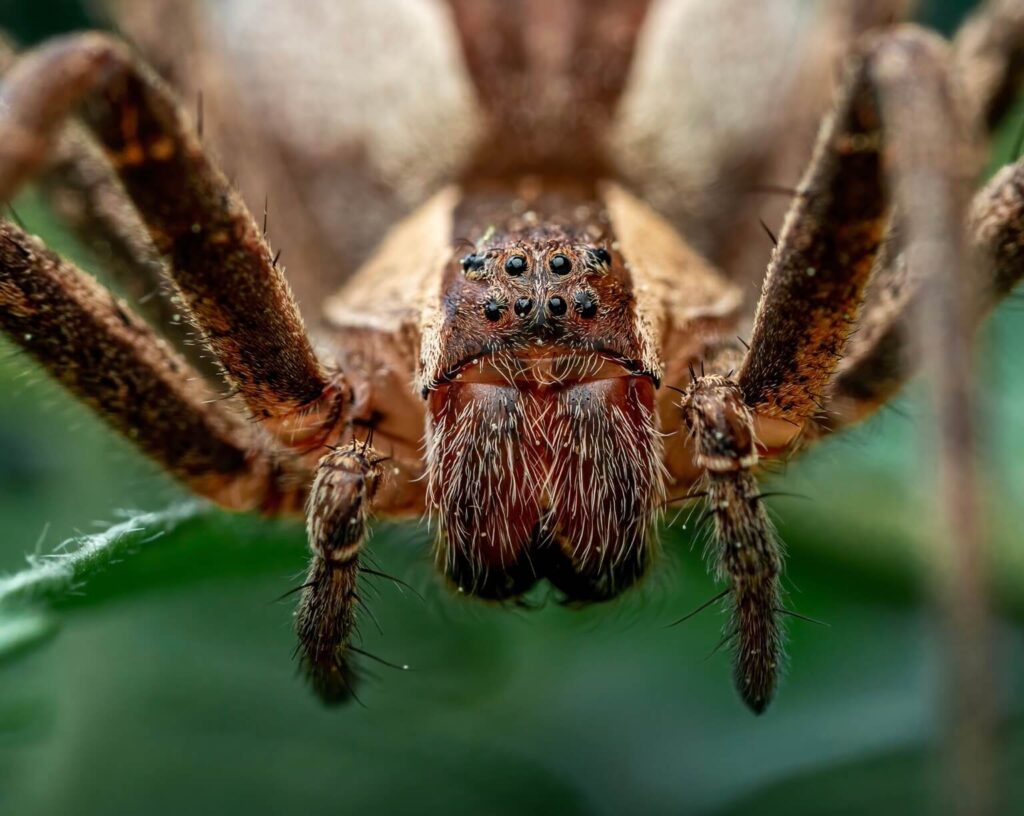Brazilian Wandering Spiders